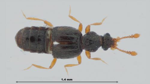 Réf. 257 931 : Bibloporus sp.